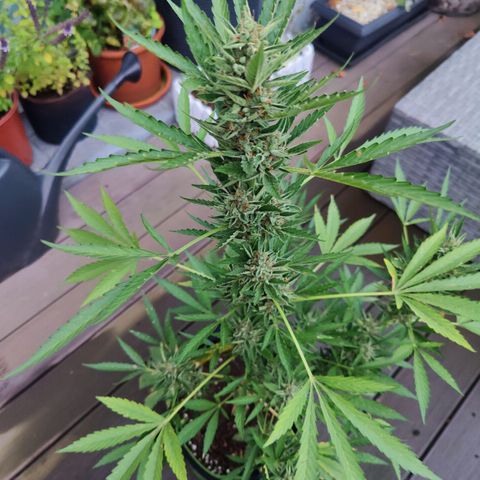 FastBuds42 Gelato Auto growlog timeline photo