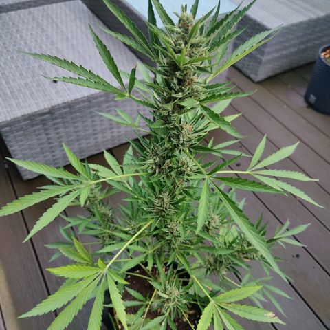 FastBuds42 Gelato Auto growlog timeline photo