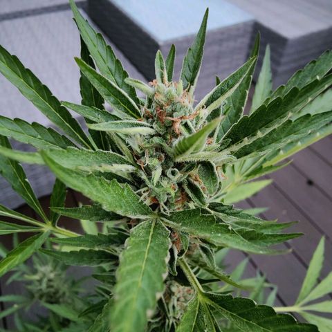 FastBuds42 Gelato Auto growlog timeline photo