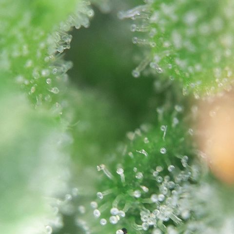FastBuds42 Gelato Auto growlog timeline photo