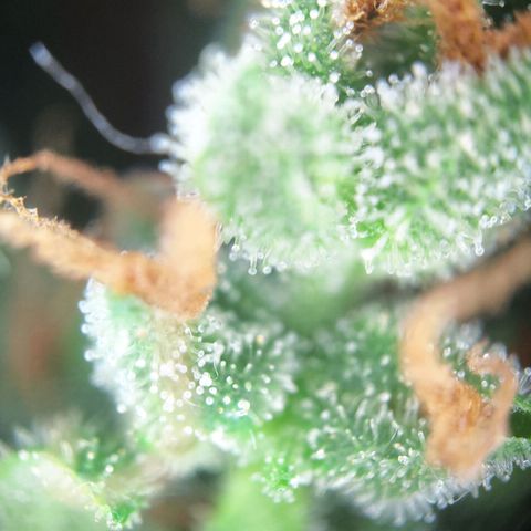 FastBuds42 Gelato Auto growlog timeline photo