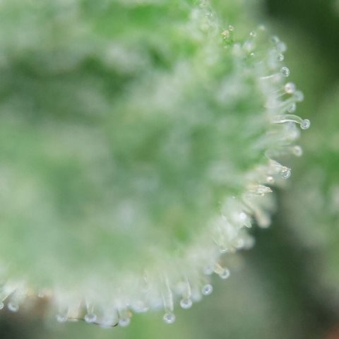 FastBuds42 Gelato Auto growlog timeline photo