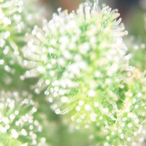FastBuds42 Gelato Auto growlog timeline photo