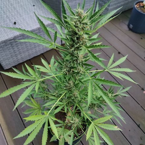 FastBuds42 Gelato Auto growlog timeline photo