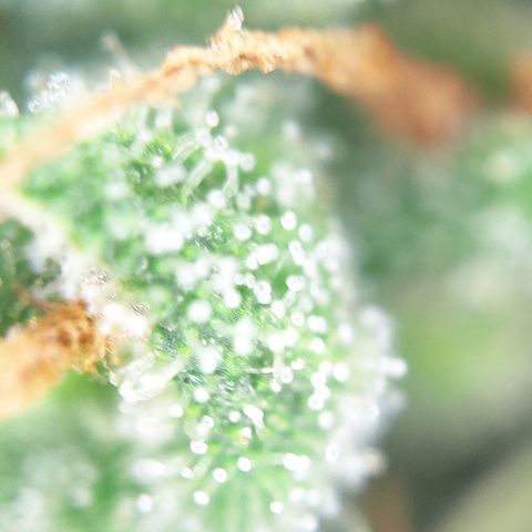 FastBuds42 Gelato Auto growlog timeline photo