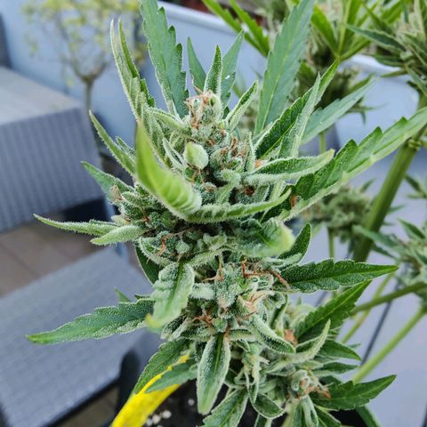 FastBuds42 Gelato Auto growlog timeline photo