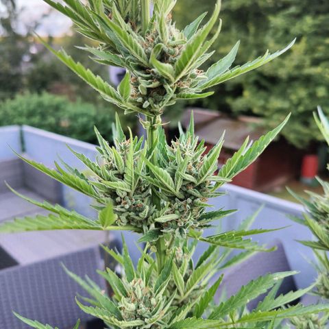 FastBuds42 Gelato Auto growlog timeline photo