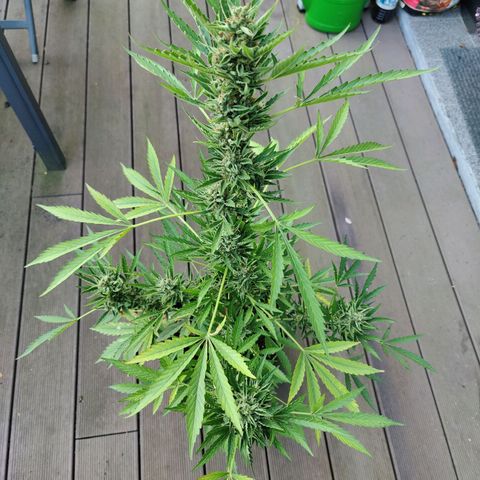 FastBuds42 Gelato Auto growlog timeline photo