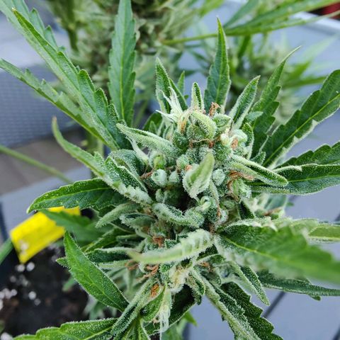 FastBuds42 Gelato Auto growlog timeline photo