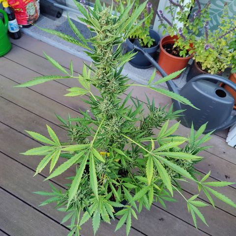 FastBuds42 Gelato Auto growlog timeline photo