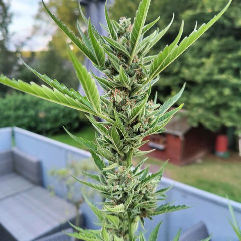 FastBuds42 Gelato Auto growlog timeline photo
