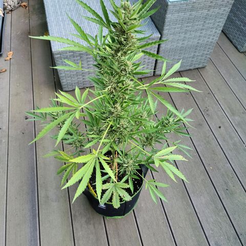 FastBuds42 Gelato Auto growlog timeline photo