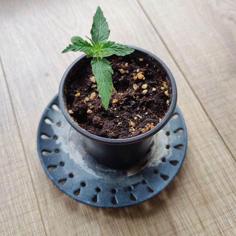 Blueberry OG  growlog timeline photo