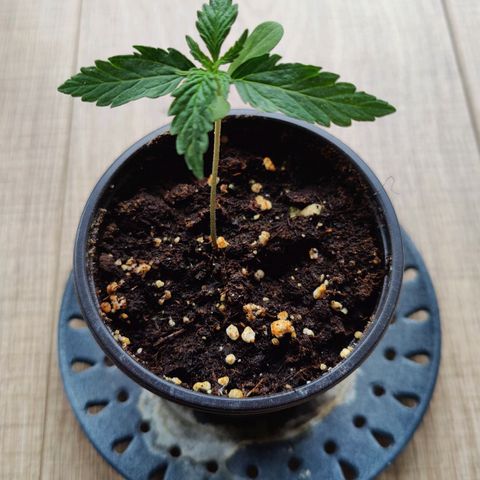 Blueberry OG  growlog timeline photo