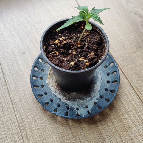 Blueberry OG  growlog timeline photo