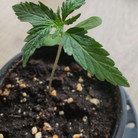 Blueberry OG  growlog timeline photo
