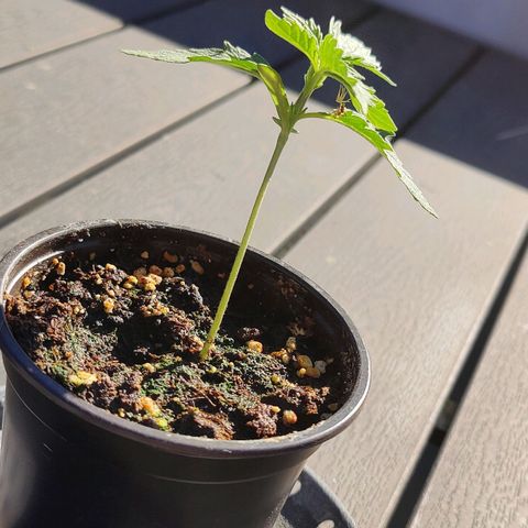 Blueberry OG  growlog timeline photo