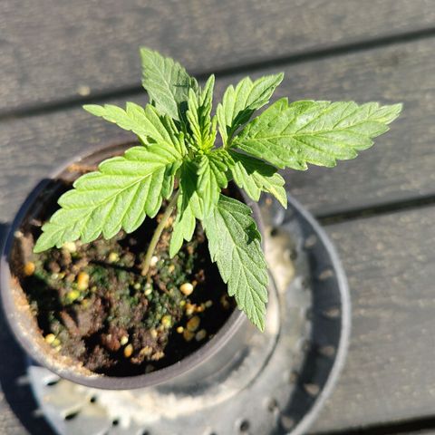 Blueberry OG  growlog timeline photo