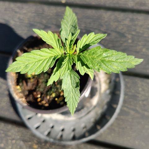 Blueberry OG  growlog timeline photo