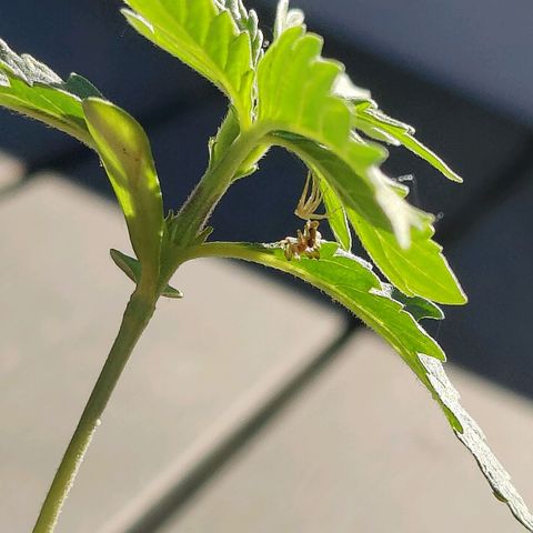 Blueberry OG  growlog timeline photo