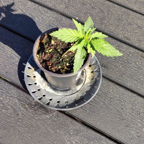 Blueberry OG  growlog timeline photo