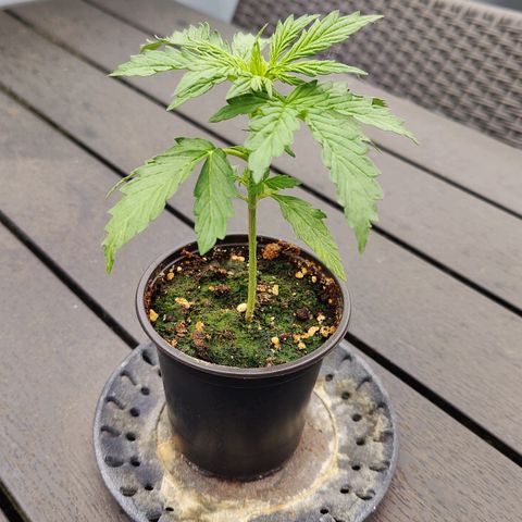 Blueberry OG  growlog timeline photo