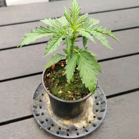 Blueberry OG  growlog timeline photo
