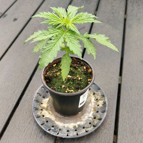 Blueberry OG  growlog timeline photo