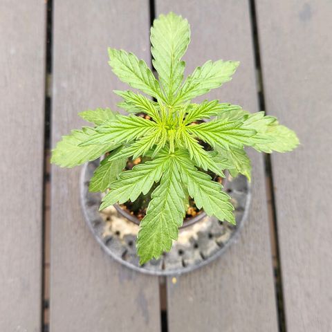 Blueberry OG  growlog timeline photo