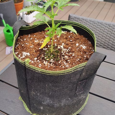 Blueberry OG  growlog timeline photo