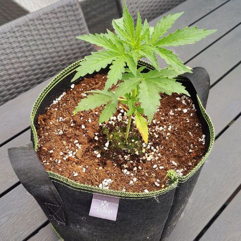Blueberry OG  growlog timeline photo