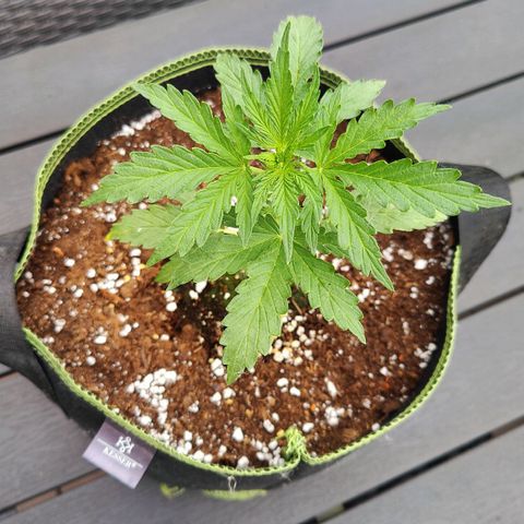 Blueberry OG  growlog timeline photo