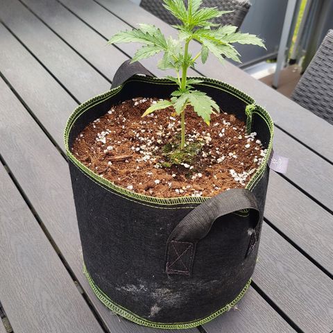 Blueberry OG  growlog timeline photo