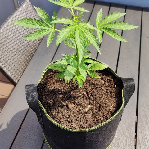 Blueberry OG  growlog timeline photo