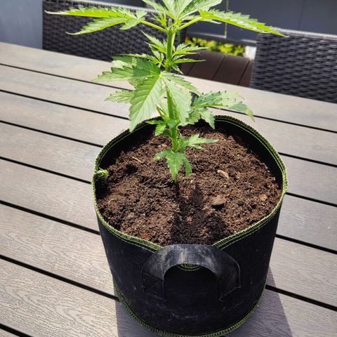 Blueberry OG  growlog timeline photo
