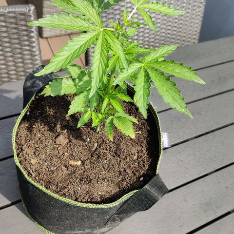 Blueberry OG  growlog timeline photo