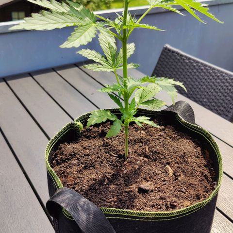 Blueberry OG  growlog timeline photo