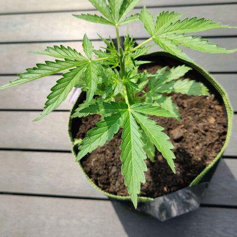 Blueberry OG  growlog timeline photo