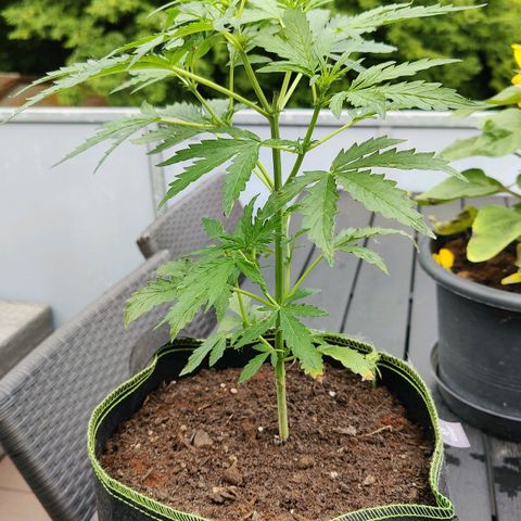 Blueberry OG  growlog timeline photo