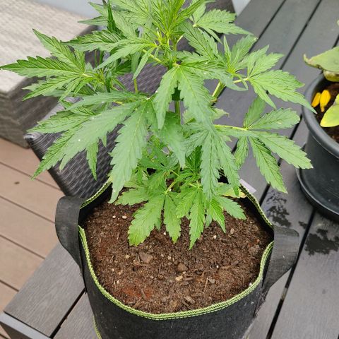 Blueberry OG  growlog timeline photo