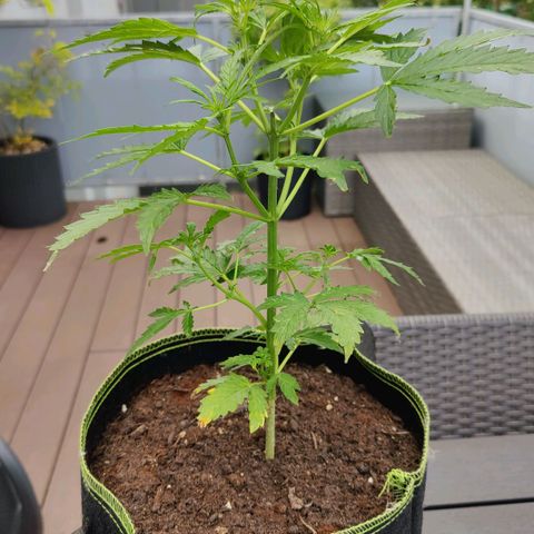 Blueberry OG  growlog timeline photo
