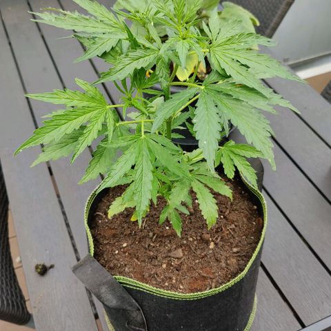 Blueberry OG  growlog timeline photo