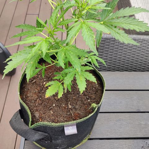 Blueberry OG  growlog timeline photo