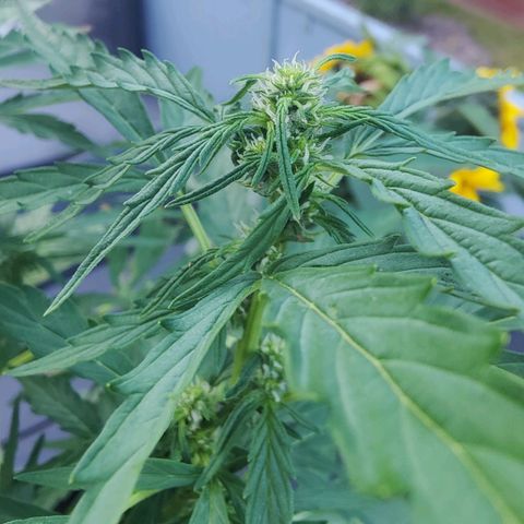 Blueberry OG  growlog timeline photo