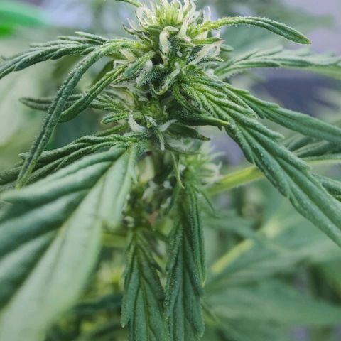 Blueberry OG  growlog timeline photo