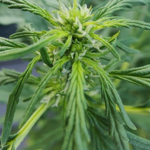 Blueberry OG  growlog timeline photo