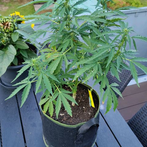 Blueberry OG  growlog timeline photo