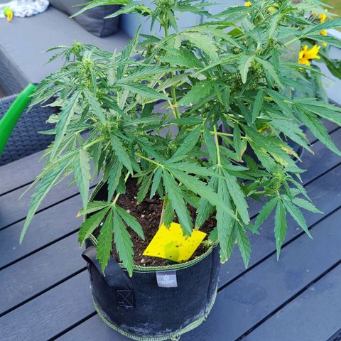 Blueberry OG  growlog timeline photo
