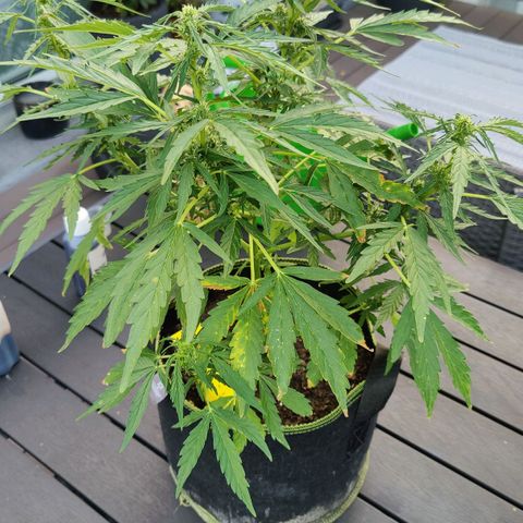 Blueberry OG  growlog timeline photo