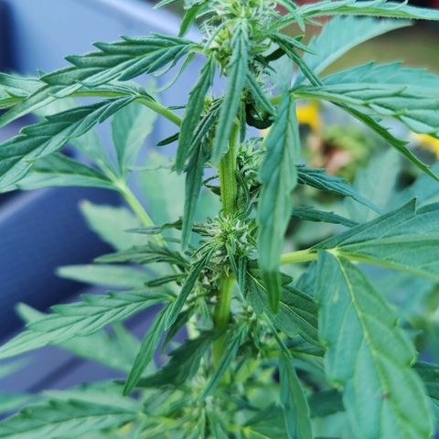 Blueberry OG  growlog timeline photo